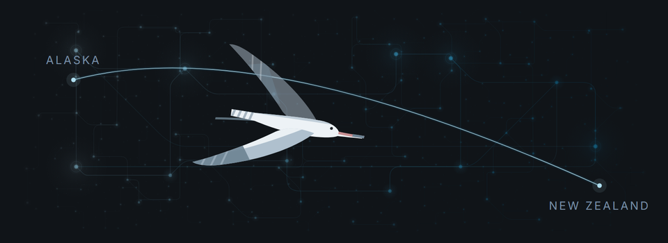 The bar-tailed godwit's migration drawn as a single unbroken arc from Alaska to New Zealand, with the bird in flight along it.